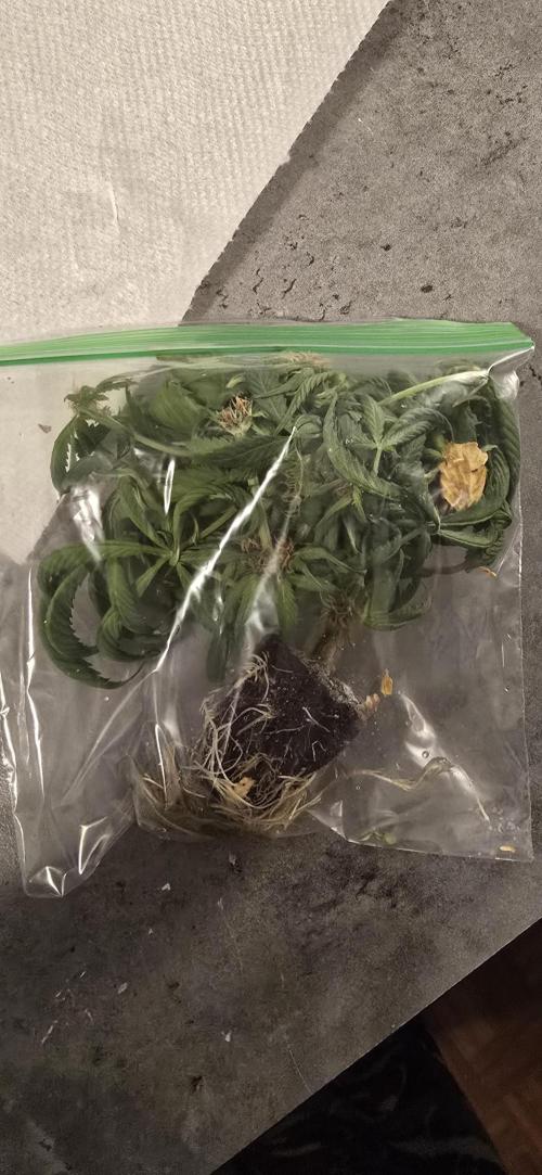 Papaya/Lemon Cherry Cookies. Week 10 - 12/06/2025 
The Other One 
All bagged up. Sandwich bag. 