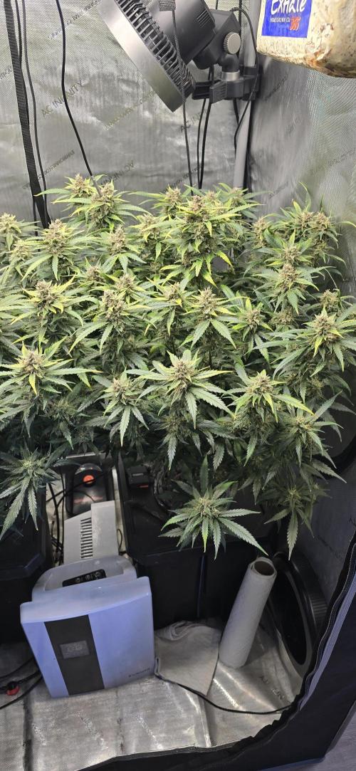 Papaya/Lemon Cherry Cookies. Week 10 - 12/08/2025 
Lemon Cherry Cookies 