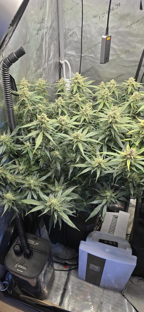 Papaya/Lemon Cherry Cookies. Week 10 - 12/08/2025 
Papaya Cookies 