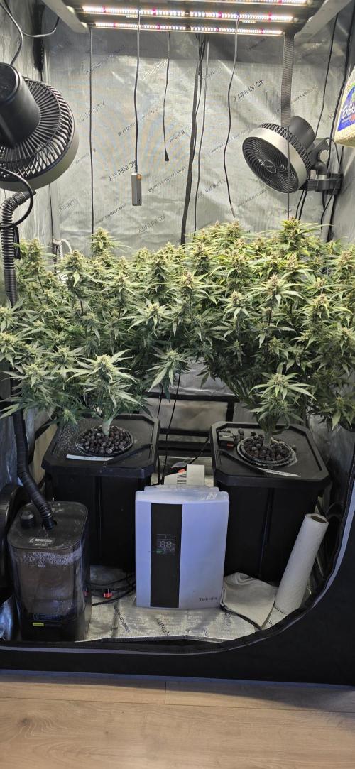 Papaya/Lemon Cherry Cookies. Week 10 - 12/08/2025 
Both Ladies 