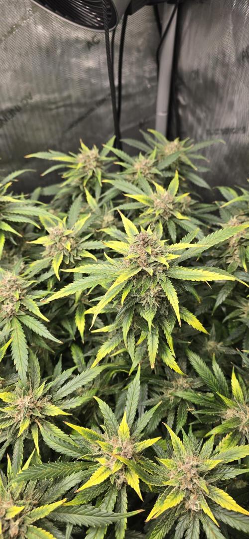 Papaya/Lemon Cherry Cookies. Week 10 - 12/08/2025 
Lemon Cherry Cookies