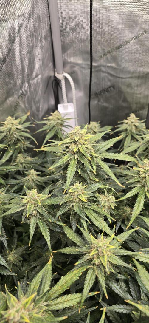 Papaya/Lemon Cherry Cookies. Week 10 - 12/08/2025 
Papaya Cookies 