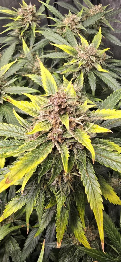 Papaya/Lemon Cherry Cookies. Week 10 - 12/08/2025 
Lemon Cherry Cookies Close Up