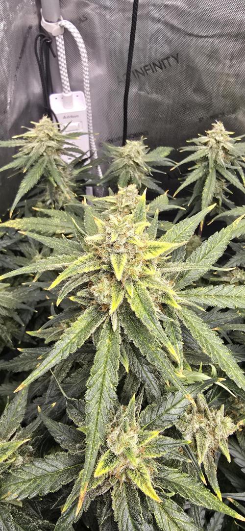 Papaya/Lemon Cherry Cookies. Week 10 - 12/08/2025 
Papaya Cookies 
Close Up