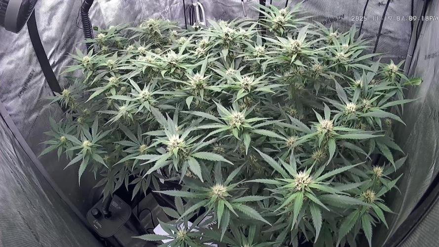 Papaya/Lemon Cherry Cookies