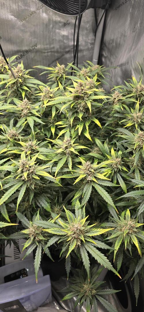 Papaya/Lemon Cherry Cookies. Week 11