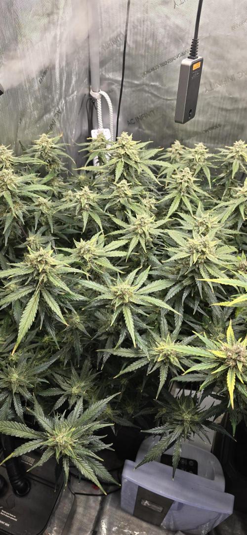 Papaya/Lemon Cherry Cookies. Week 11