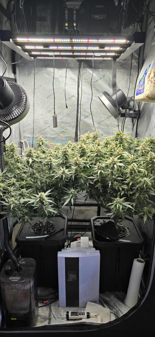 Papaya/Lemon Cherry Cookies. Week 11