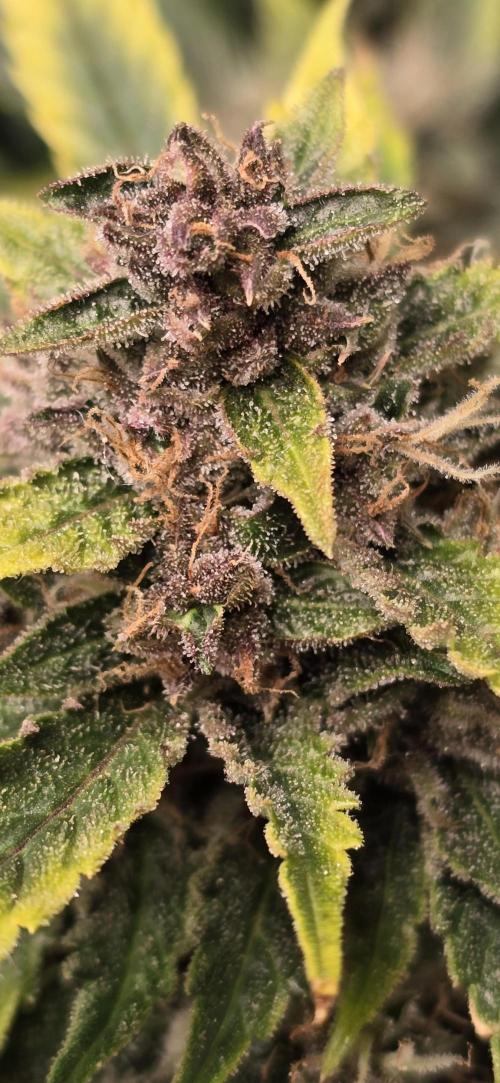 Papaya/Lemon Cherry Cookies. Week 11