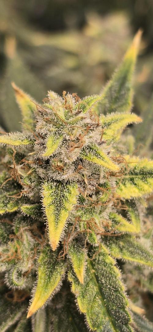 Papaya/Lemon Cherry Cookies. Week 11