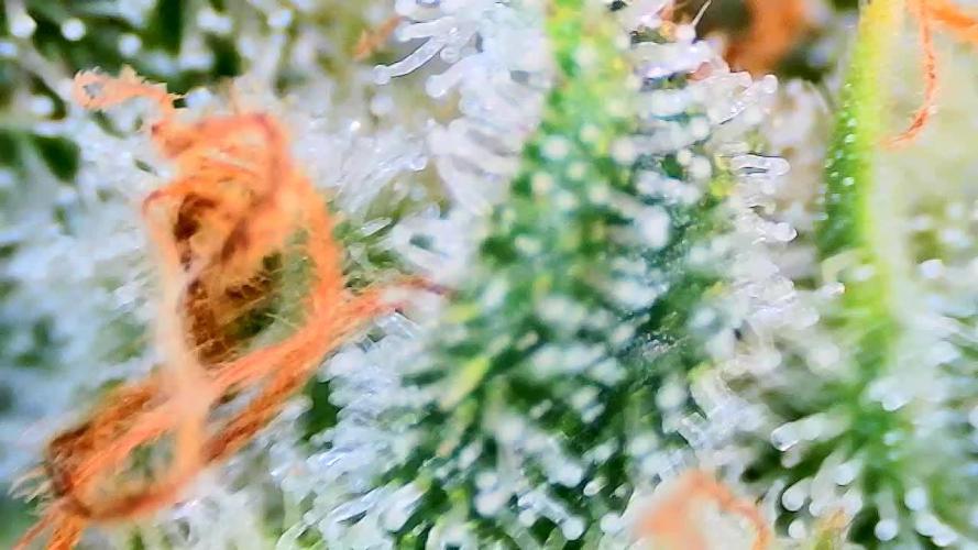 Papaya/Lemon Cherry Cookies