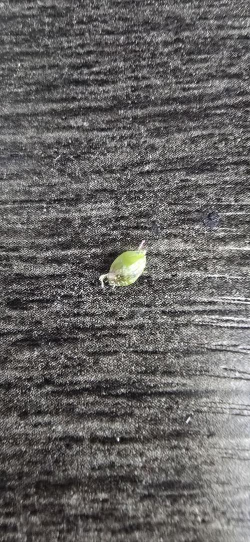 Papaya/Lemon Cherry Cookies. Week 11 - 12/11/2025 
Lemon Cherry Cookies SEED! NOOOOOOO!