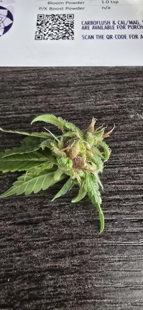 Papaya/Lemon Cherry Cookies. Week 11 - 12/11/2025 
Lemon Cherry Cookies 
SEEDS!!!!!!! EVEN MORE NOOOOOO! 