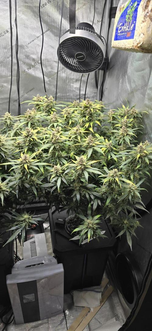 Papaya/Lemon Cherry Cookies. Week 11 - 12/11/2025 
Lemon Cherry Cookies 