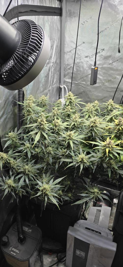 Papaya/Lemon Cherry Cookies. Week 11 - 12/11/2025 
Papaya Cookies 