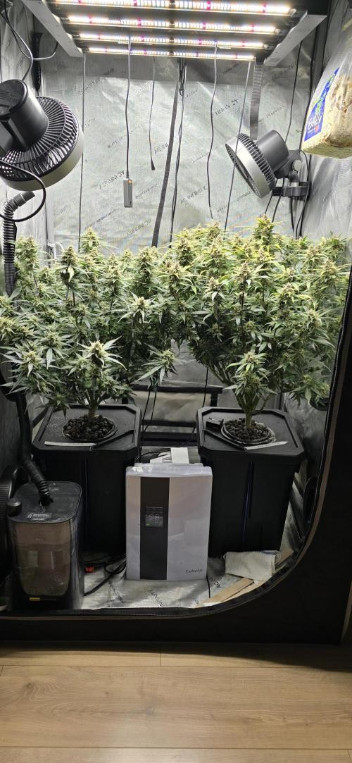 Papaya/Lemon Cherry Cookies. Week 11 - 12/11/2025 
Both Ladies