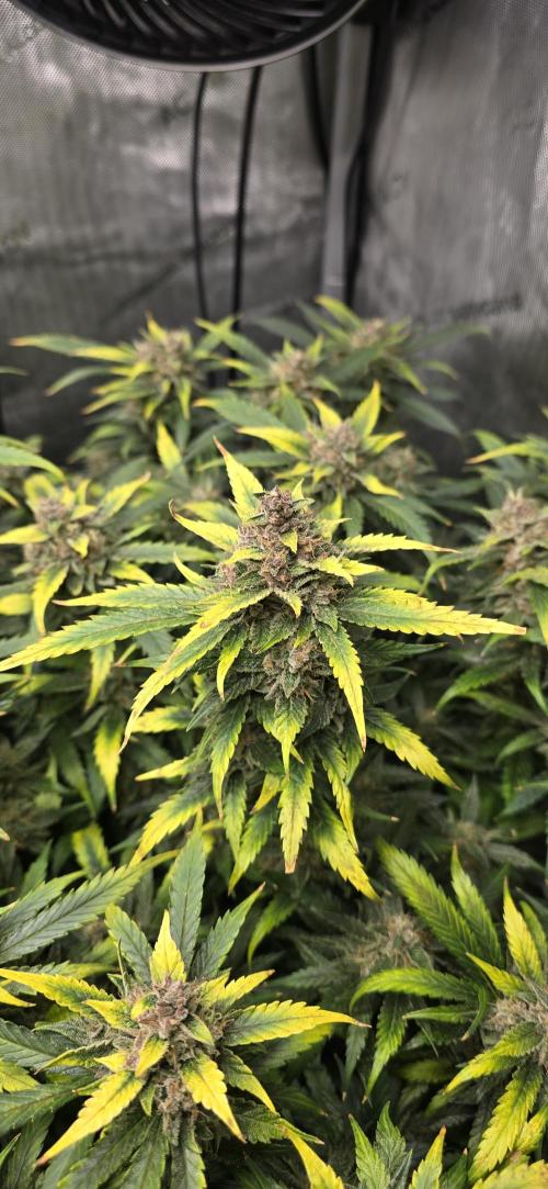 Papaya/Lemon Cherry Cookies. Week 11 - 12/11/2025 
Lemon Cherry Cookies close up