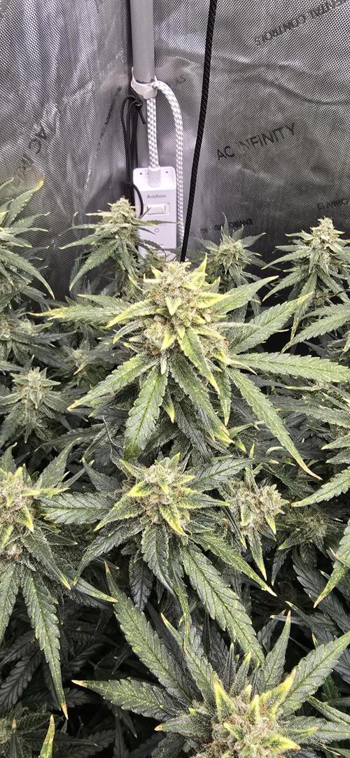 Papaya/Lemon Cherry Cookies. Week 11 - 12/11/2025 
Papaya Cookies close up