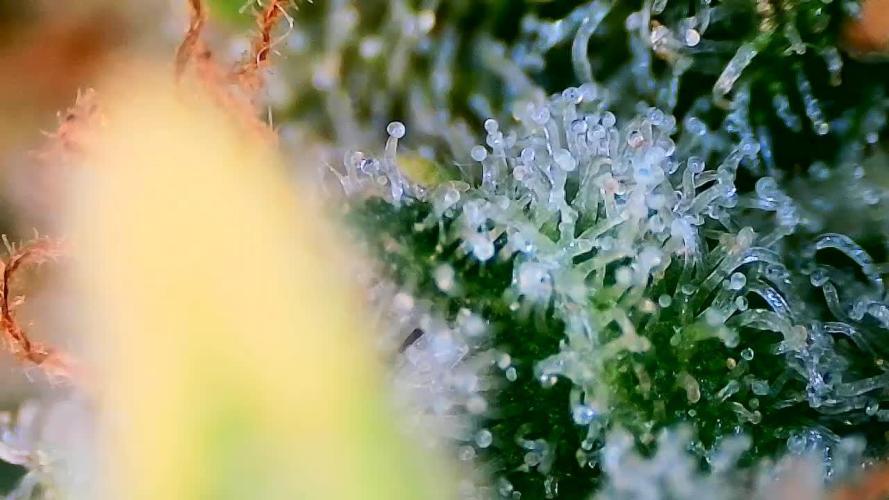 Papaya/Lemon Cherry Cookies