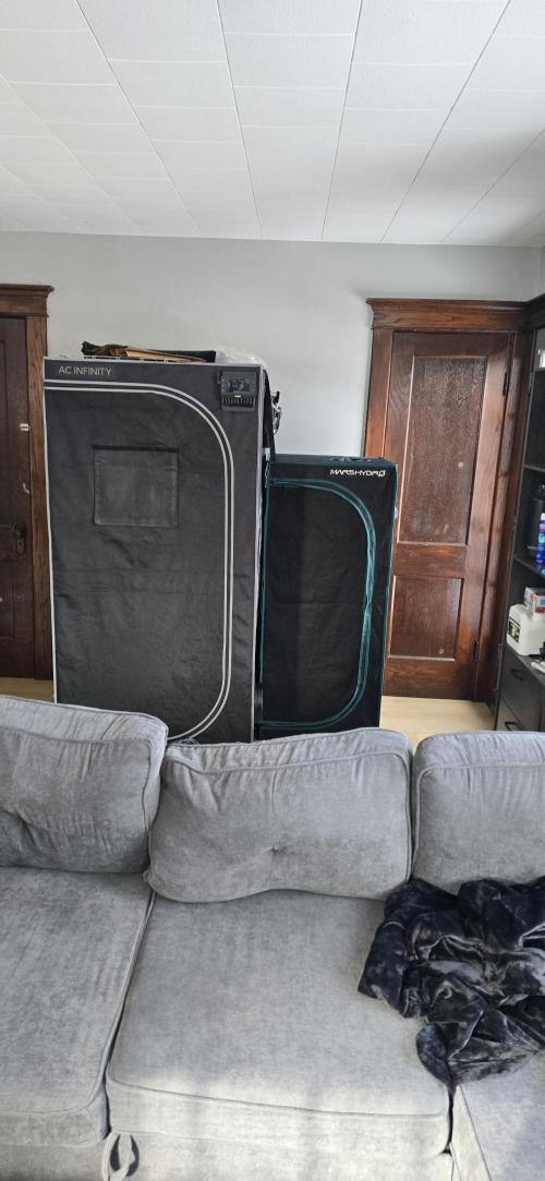 Papaya/Lemon Cherry Cookies. Week 11 - 12/12/2025 
Dry tent all set up and running through the 3x3