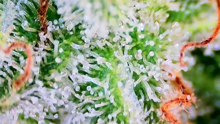 Papaya/Lemon Cherry Cookies