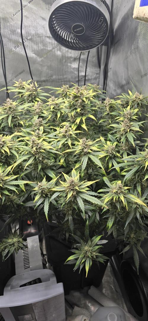 Papaya/Lemon Cherry Cookies. Week 11 - 12/13/2025 
Lemon Cherry Cookies 