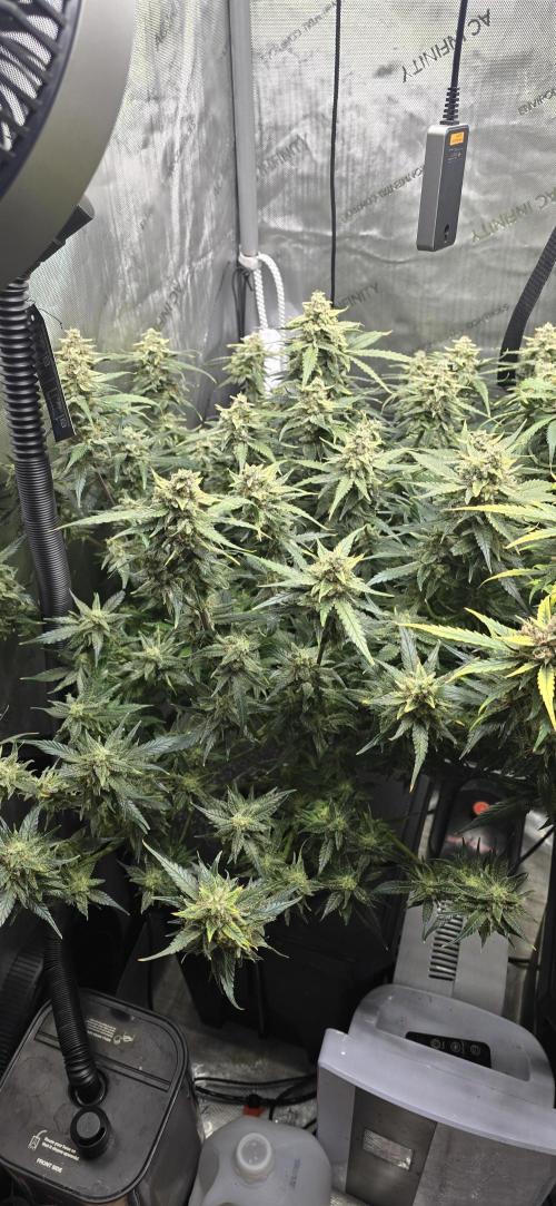 Papaya/Lemon Cherry Cookies. Week 11 - 12/13/2025 
Papaya Cookies 