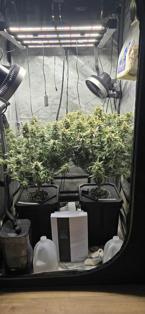 Papaya/Lemon Cherry Cookies. Week 11 - 12/13/2025 
Both Ladies