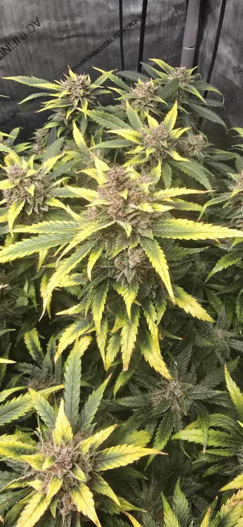 Papaya/Lemon Cherry Cookies. Week 11 - 12/13/2025 
Lemon Cherry Cookies 
Close Up