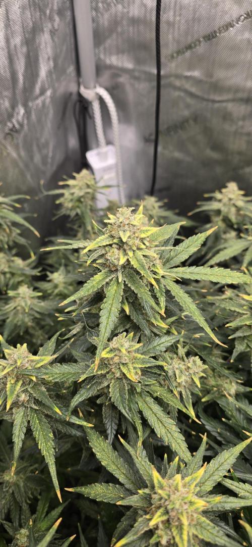 Papaya/Lemon Cherry Cookies. Week 11 - 12/13/2025 
Papaya Cookies Close Up