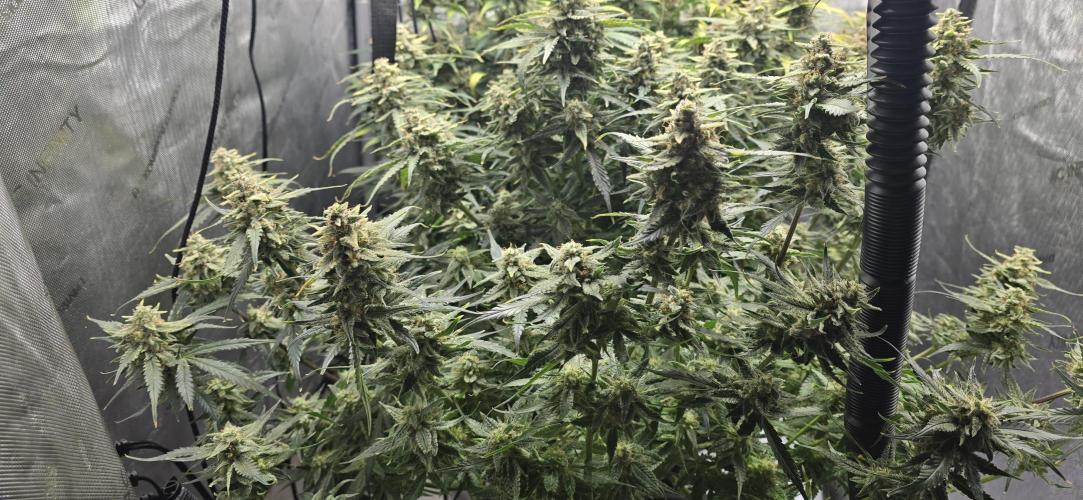 Papaya/Lemon Cherry Cookies. Week 11 - 12/13/2025 
Papaya Cookies trying to trim. 