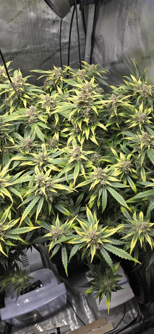 Papaya/Lemon Cherry Cookies. Week 11 - 12/15/2025 
Lemon Cherry Cookies 