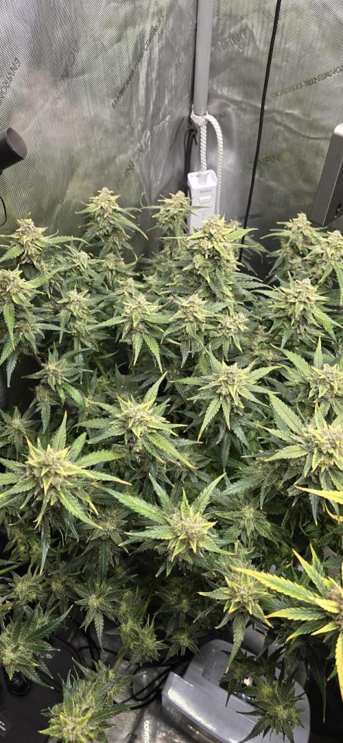 Papaya/Lemon Cherry Cookies. Week 11 - 12/15/2025 
Papaya Cookies 