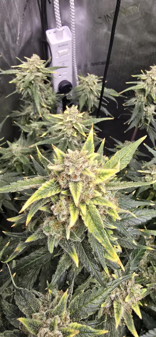 Papaya/Lemon Cherry Cookies. Week 11 - 12/15/2025 
Papaya Cookies Main Cola