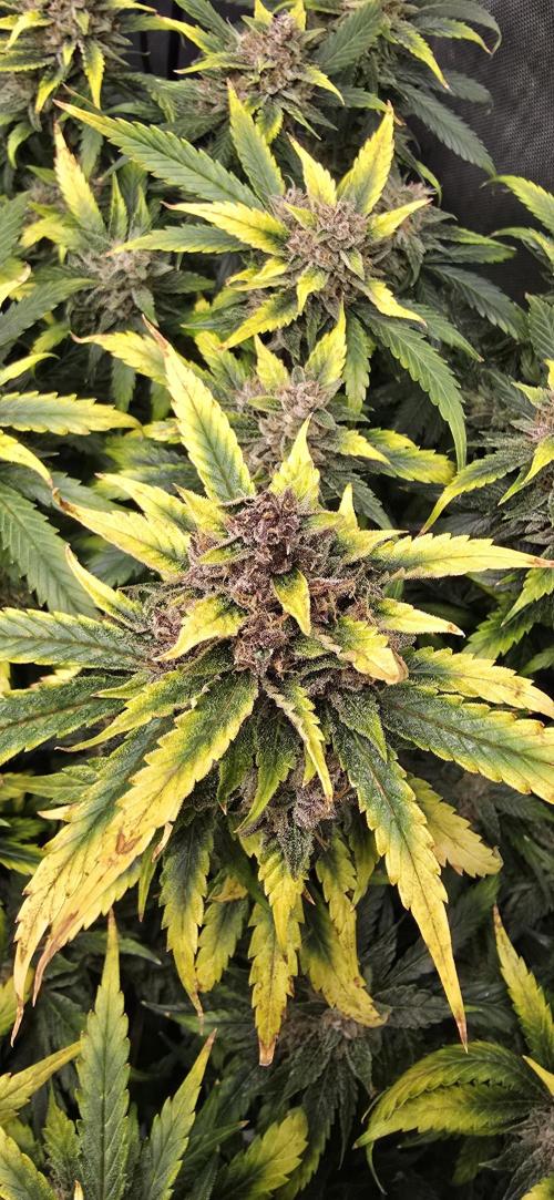 Papaya/Lemon Cherry Cookies. Week 11 - 12/15/2025 
Lemon Cherry Cookies Close Up