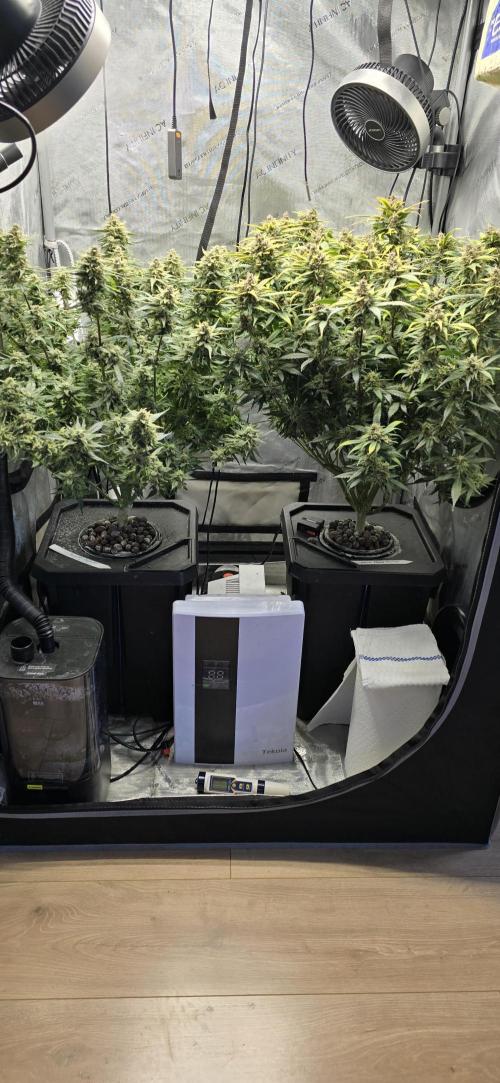 Papaya/Lemon Cherry Cookies. Week 11 - 12/15/2025 
Both Ladies 