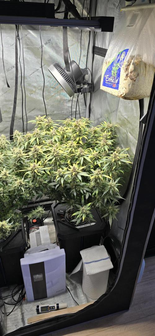 Papaya/Lemon Cherry Cookies. Week 11 - 12/15/2025 
Lemon Cherry Cookies 