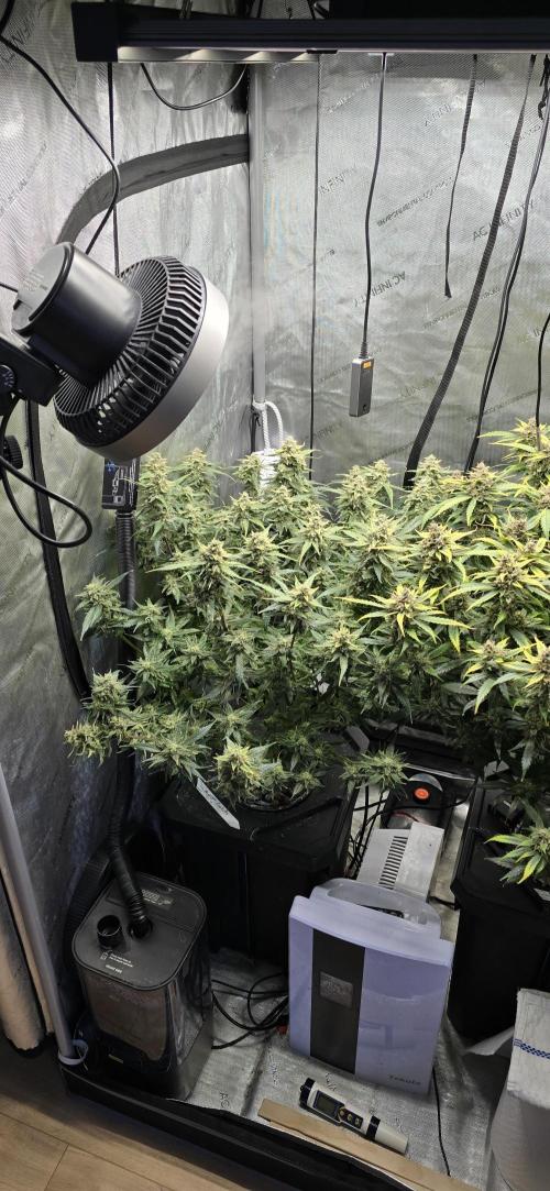 Papaya/Lemon Cherry Cookies. Week 11 - 12/15/2025 
Papaya Cookies 