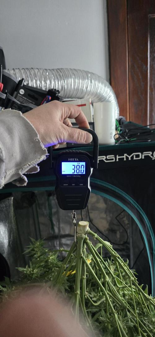 Papaya/Lemon Cherry Cookies. Week 12 - 12/15/2025 
Papaya Cookies 38 oz Wet. A bit light. 