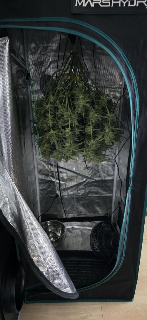 Papaya/Lemon Cherry Cookies. Week 12 - 12/15/2025 
Papaya Cookies Drying Day 1