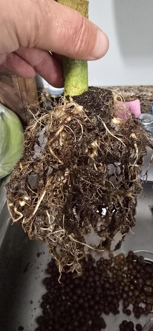 Papaya/Lemon Cherry Cookies. Week 12 - 12/15/2025 
Papaya Cookies 
roots in the hydroton. What is this?! 