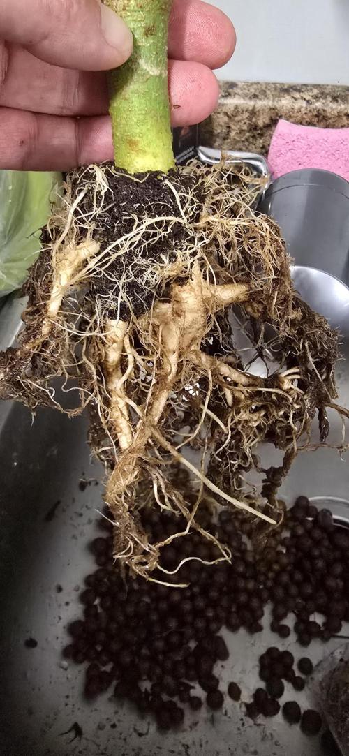 Papaya/Lemon Cherry Cookies. Week 12 - 12/15/2025 
Papaya Cookies 
Seriously?! 