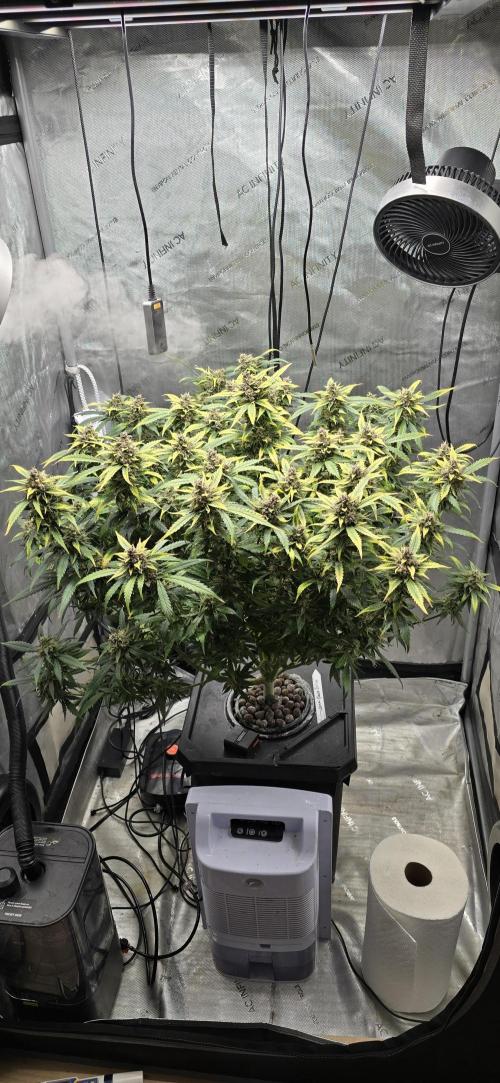 Papaya/Lemon Cherry Cookies. Week 12 - 12/16/2025 
Lemon Cherry Cookies 