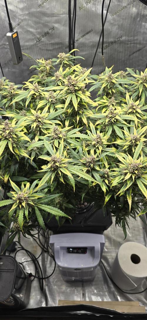 Papaya/Lemon Cherry Cookies. Week 12 - 12/16/2025 
Lemon Cherry Cookies 