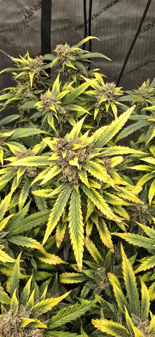 Papaya/Lemon Cherry Cookies. Week 12 - 12/16/2025 
Lemon Cherry Cookies Main Cola