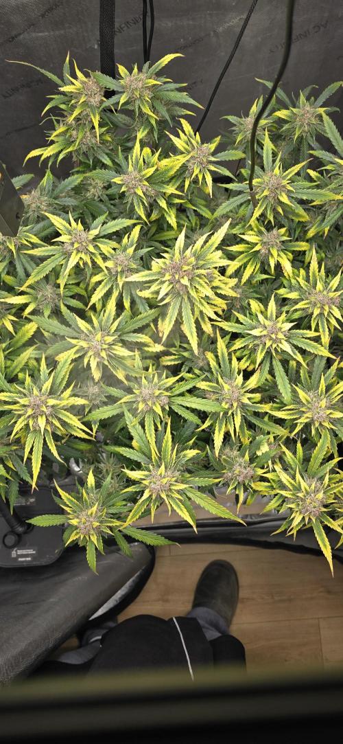 Papaya/Lemon Cherry Cookies. Week 12 - 12/17/2025 
Lemon Cherry Cookies Top View 