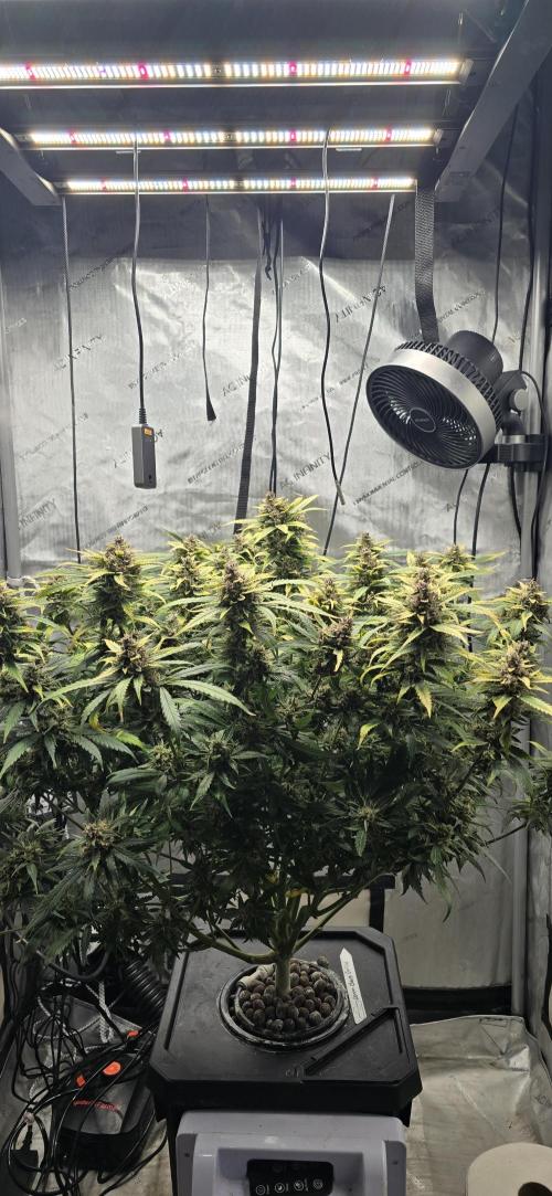 Papaya/Lemon Cherry Cookies. Week 12 - 12/17/2025 
Lemon Cherry Cookies Side View