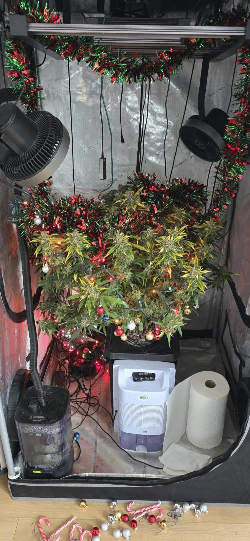 Papaya/Lemon Cherry Cookies. Week 12 - 12/17/2025 
Lemon Cherry Cookies Happy Holidays!