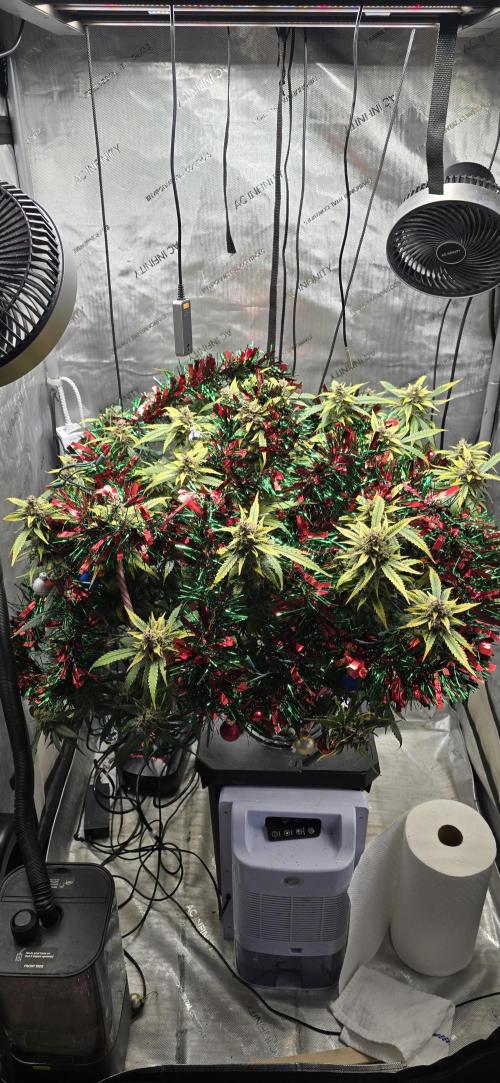 Papaya/Lemon Cherry Cookies. Week 12 - 12/17/2025 
Lemon Cherry Cookies XMas Contest. Beautiful. 