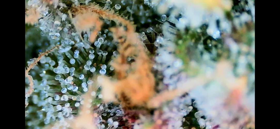 Papaya/Lemon Cherry Cookies. Week 12 - 12/18/2025 
Lemon Cherry Cookies 